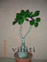 DSCN8251.webp