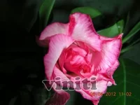 DSCN8258.webp