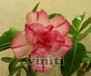 DSCN8288.webp
