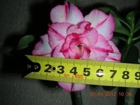 DSCN8290.webp