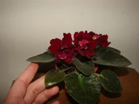 DSC00043 (Копировать).webp