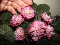 DSC00061 (Копировать).webp