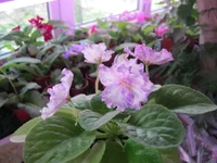 IMG_7528 (Копировать).webp