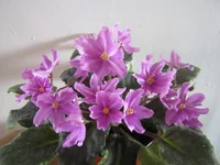 IMG_7532 (Копировать).webp