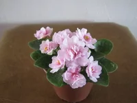 IMG_7603 (Копировать).webp