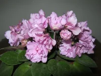 IMG_7633 (Копировать).webp