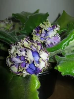 IMG_7616 (Копировать).webp