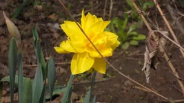 SAM_0495.webp