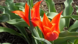 SAM_0496.webp