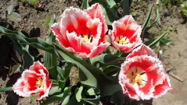 SAM_0617.webp