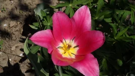 SAM_0619.webp