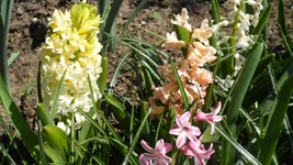 SAM_0623.webp