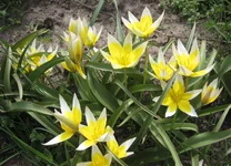  туркестанский.webp