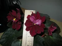 IMG_7722 (Копировать).webp