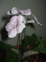 IMG_7716 (Копировать).webp