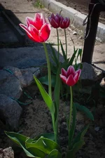 IMG_9203копия.webp