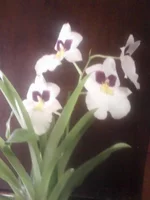-0005.webp