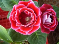  рыночная2.webp
