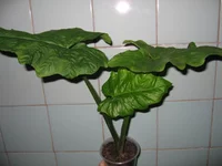  жёваный (2).webp