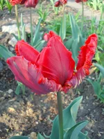 DSC06537.webp