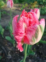 DSC06539.webp