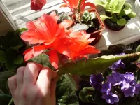 SDC11007.webp