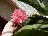 SDC11027.webp