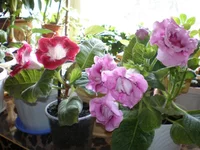 P4180212.webp