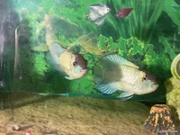 Продам аквариум