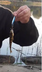 Без імені1.webp