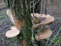 photo_2025-12-20_23-21-34 (2).webp