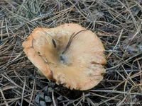 photo_2025-12-20_23-21-33 (3).webp