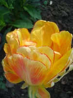 DSC06556.webp