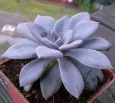 Ehiveria hibrid Tatu 2.jpg
