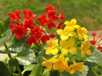 SDC17944.webp