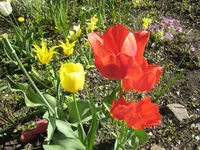 .webp