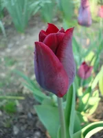 DSC06541.webp