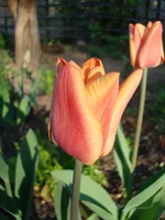 DSC06542.webp
