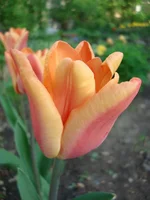 DSC06587.webp