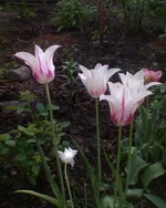 DSC00827.webp
