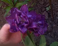 DSC00824.webp