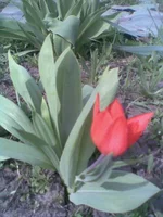 .webp