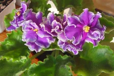 Shimmering Sunshine1.webp