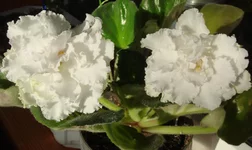 -мартовский снеговичек3.webp