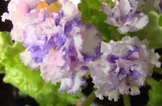  Радужные блики.webp