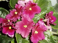 Ness Red Velvet.webp