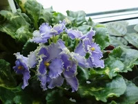 optimara ever grace.webp