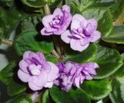  названия (похожа на Поль Баньян).webp