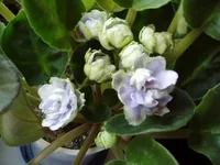 Reflections of Spring.webp