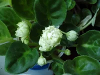 Reflections of Spring белый.webp